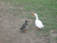 duck-and-goose