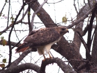red-tailed-hawk